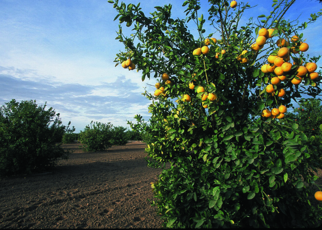 Citrus / Citrus Hills