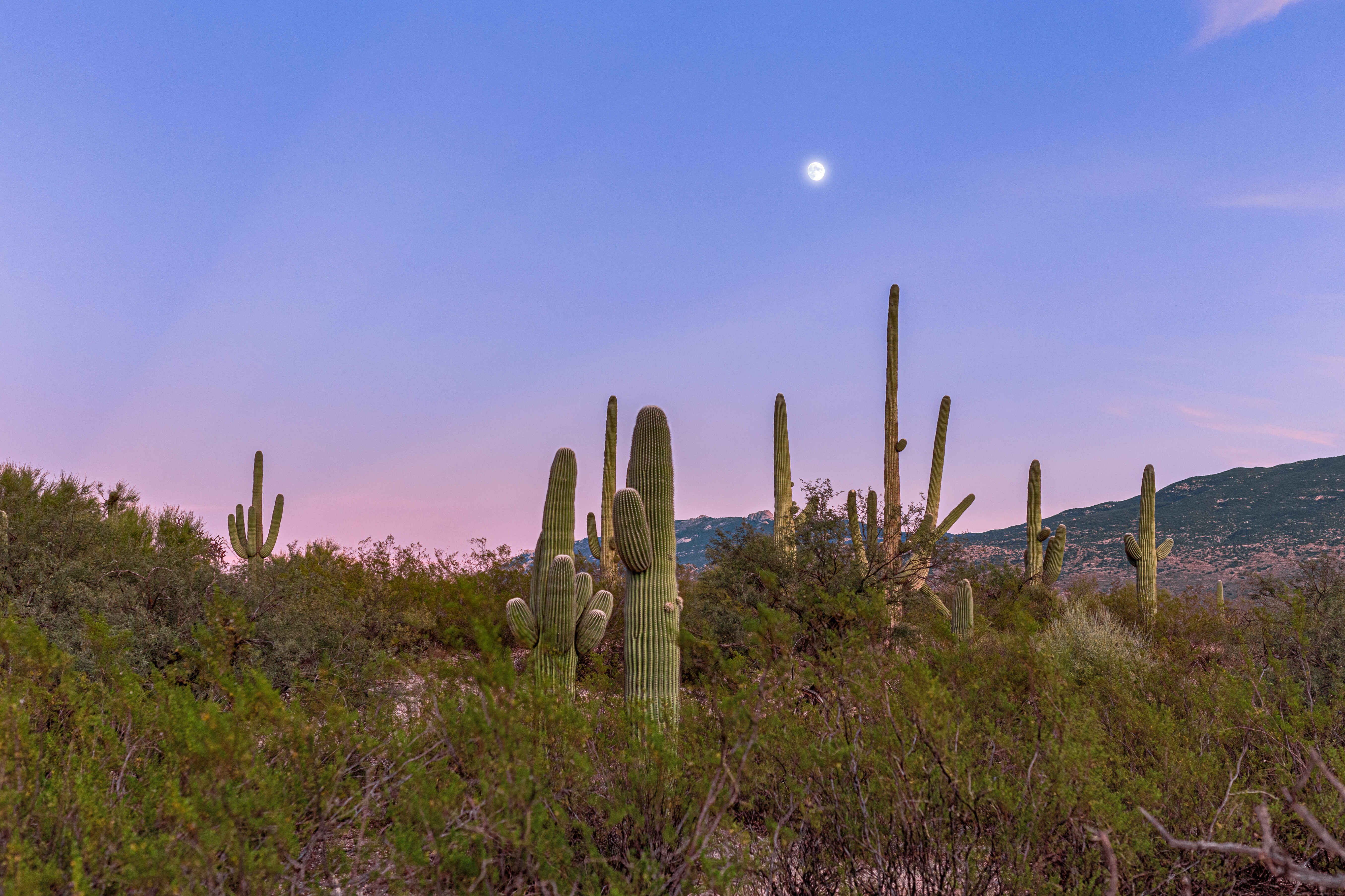 Sonoran Desert